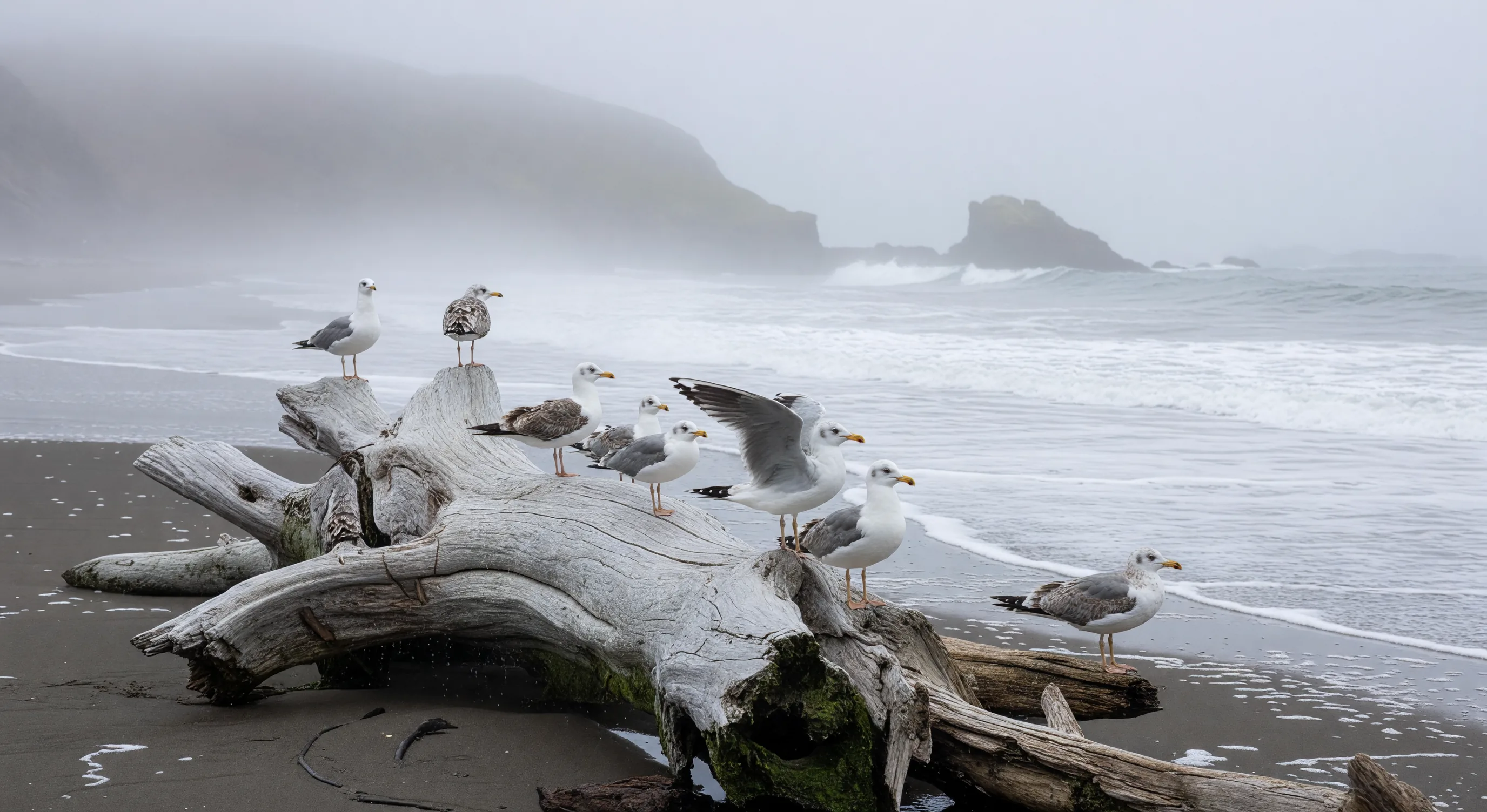 Seagulls on driftwood coastline